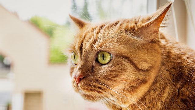 Коронавірус спробують лікувати препаратом для кішок