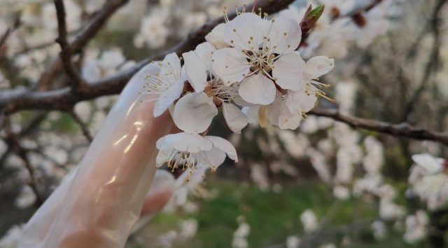 Чи можна заразитися коронавірусом від квітучих дерев