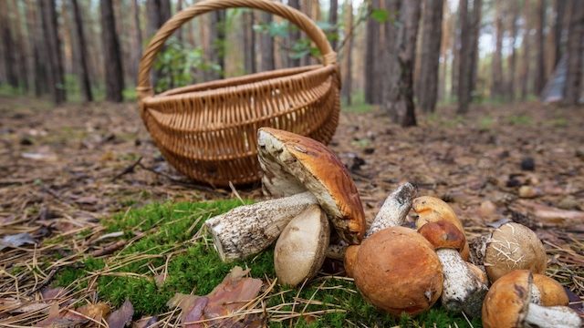 Лісові гриби на зиму