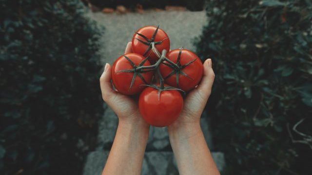 Заморожені помідори