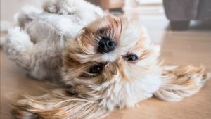 Може призвести до смерті: що таке чумка у собак, симптоми та лікування