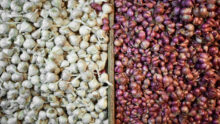 Пребиотики в продуктах: ученые назвали пять овощей и зелени, которые оздоровят кишечник часник і цибуля