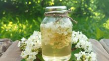 Компот из акации на зиму: вкусный рецепт пошагово Компот з акації на зиму