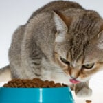 Лакомства для кошек с особыми потребностями: как выбрать подходящий вариант