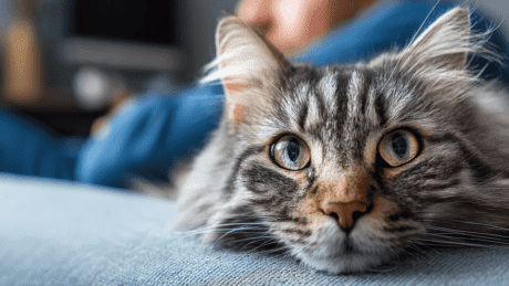 Вплив домашніх тварин на здоров’я: що кажуть дослідження