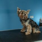 Как правильно выбрать ветеринарную клинику: что важно знать каждому владельцу