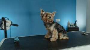 Як правильно обрати ветеринарну клініку: що важливо знати кожному власнику